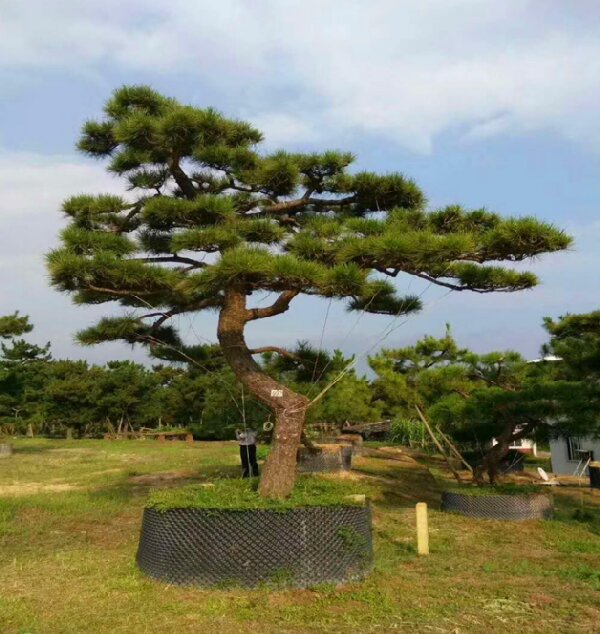 萊蕪造型黑松如何栽植才能生長良好？